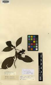 Image result for Agathisanthemum globosum