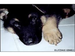 See more of german shepherd puppies on facebook. German Shepherd Puppies In Iowa