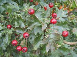 Produktinformationen tres flores brilliantine liquid. Baumschule Eggert Blutenstraucher Baumschulen Heckenpflanzen Korkenzieherdorn Crataegus Monogyna Flexuosa Gunstig Bestellen
