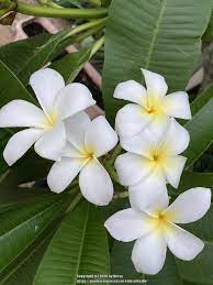 Pin On Gardening Projects