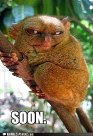 Funny Meme Soon 13 Funny Animals Animal Captions Animals