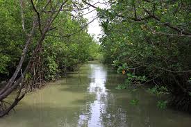 Hutan bakau kedua terbesar di dunia adalah. Taman Negara Pulau Kukup Wikipedia Bahasa Melayu Ensiklopedia Bebas