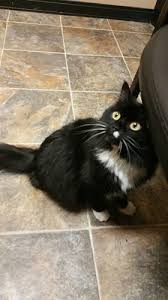 In such a case, then, your kitten will be a little bulky, with a big tail and. Cat For Adoption Willow A Maine Coon Mix In Simms Tx Petfinder