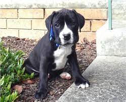 Boxador0 20061008 1147871717 Jpg 592 480 Boxador Puppies Puppies Boxador Puppies For Sale