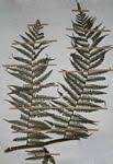 Image result for Cyathea mossambicensis