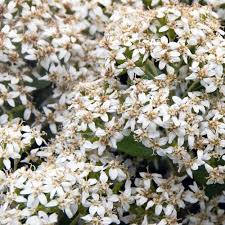Agapanthus (on their own), white scented pelargonium inlcuding the classic 'attar of roses', white brachychome, marguerites with succulent leaves and tender, white flowers, they are one of the best container plants that you can grow indoors. Olearia Haastii Shrubs Daisy Bush Best4hedging