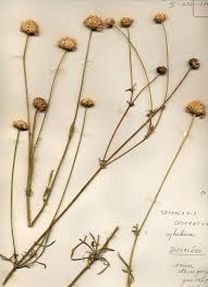 Image result for Cephalaria
