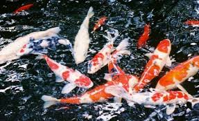 Kolam ikan koi memiliki biaya perawatan yang rendah sehingga bisa diaplikasikan dengan mudah. Tips Dan Cara Memelihara Ikan Koi Di Kolam Ternak Ikan Koi