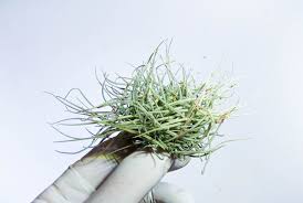 Image result for Angraecum moandense