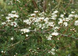 Image result for Kunzea