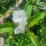 Image result for Ipomoea hochstetteri