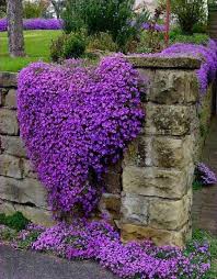 Campanula Portenschlagiana Dalmatian Bellflower Easy Perennials Beautiful Flowers Plants