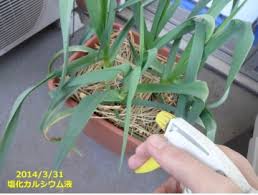 にんにくの葉先枯れはリン酸不足 カルシウム不足 それとも病気 あぐうのベランダ菜園で実験中