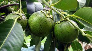 Zapote Negro Fruta Mexicana Con Gran Sabor Y Tradicion Popular Fideicomiso De Riesgo Compartido Gobierno Gob Mx