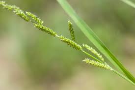Image result for Echinochloa colona