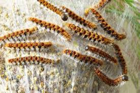 Il leur arrive également de s'alimenter de chênes et de cèdres. Piqure De Chenille Processionnaire Comment Reagir Irbms