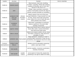 40 Cogent Brain Structure Function Chart