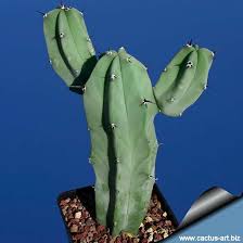 Image result for Myrtillocactus geometrizans