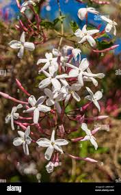 Image result for Oleaceae