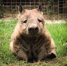 Image result for Northern hairy-nosed wombat