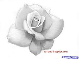 Hey guys this is part one of how to draw a realistic rose. How To Draw A Rose In Pencil Step By Step Sketch Drawing Technique Free Online Drawing Tutorial Added By Realistic Rose Drawing Rose Sketch Flower Drawing
