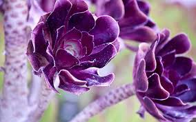 Check spelling or type a new query. Hd Wallpaper Lovely Deep Purple Flowers Purple Succulent Nature Blooms Wallpaper Flare