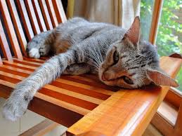 Once you know what your cat's triggers are for aggression you can limit these interactions or prevent them. Pin On For My Furballs With Feet
