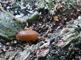 When it comes to seedlings, try plant collars (old pots with the bottom chopped out) for the first couple of weeks, or pot on seedlings to establish them before planting out. 7 Intriguing Questions About Woodlice Pest Pit