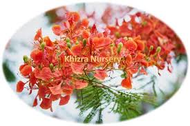 Image result for Delonix