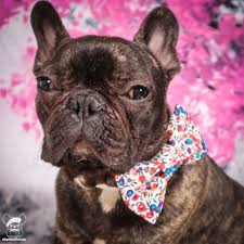 How great of a present would this be?@lavishfrenchbulldogs. Wee Wee Frenchie Bouledogues Bulldog Anglais Bouledogue Francais