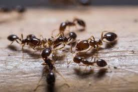 Una invasión de hormigas en casa puede ser molesta o inquietante. Como Eliminar Hormigas De Mi Casa