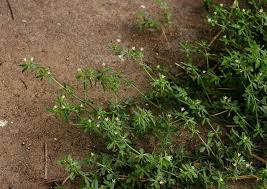 Image result for Glinus oppositifolius