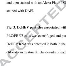 Andy fluor™ 430 is a green fluorescent dye with excitation and emission wavelength at 430 and 540 nm. Pdf Production Of Infectious Dromedary Camel Hepatitis E Virus By A Reverse Genetic System Potential For Zoonotic Infection