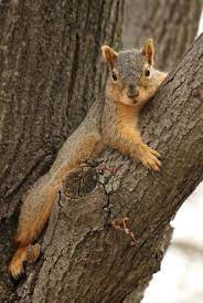 So Whatcha Doin Fox Squirrel Cute Squirrel Squirrel Pictures
