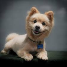 TOP 10 BEST Pet Sitters near San Pedro, Los Angeles, CA