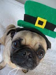 Saint Patrick S Day Leprechaun Hat Fitting All Size Pets Leprechaun Hats St Patrick Leprechaun