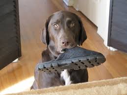 Buy german shorthaired pointer collectables and get the best deals at the lowest prices on ebay! German Shorthaired Lab German Shorthaired Pointer X Lab Mix Info Pictures