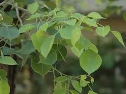 Image result for Dalbergia sissoo