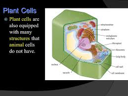Check spelling or type a new query. Bc Science 9 P Animal Cells Animal Cells Are Equipped With Many Structures That Allow The Cell To Perform A Variety Of Functions Ppt Download