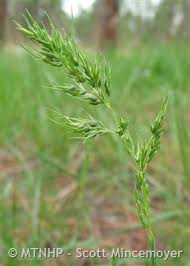 Image result for Bulbostylis pusilla