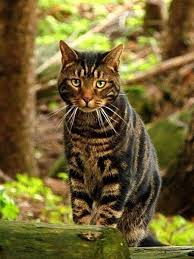 Pin By Karin Aus Wien On People As Cats Pretty Cats Forest Cat Cats