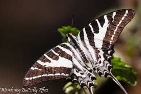 Black And White Striped Butterfly With Red Dots The Striped Sword Tail Graphium Aristeus Flying Flowers Butterfly Largest Butterfly