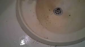 ants invade a bathroom youtube