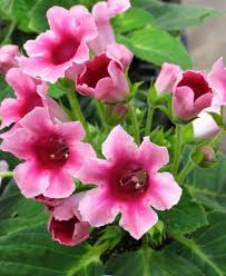 Image Pink Gloxinia Web Unusual Flowers Beautiful Flowers Beautiful Pink Flowers