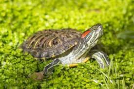 Why not consider a pet tortoise. The Best Pet Turtles Top 6 All Turtles