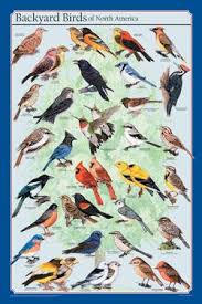 North America Bird Identifier By Picture What S That Flying Around Your Garage This Poster Will Help You Find Out Beautifully Detailed Illustration Backyard Birds Watching Bird Poster Backyard Birds