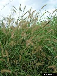 Image result for Cenchrus polystachios