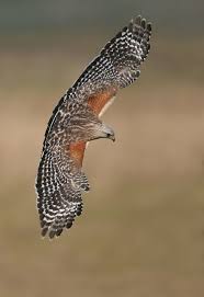 Birds Of Prey Central Florida Red Shouledered Hawk Central Florida Birds Of Prey Pet Birds Wild Birds