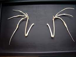 Bone Wings Demon Wings Dragon Wings Larp Props