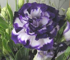 Image result for eustoma maurine